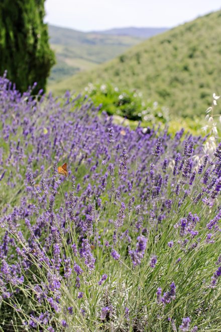 Lavender blooming at a Tuscan vineyard