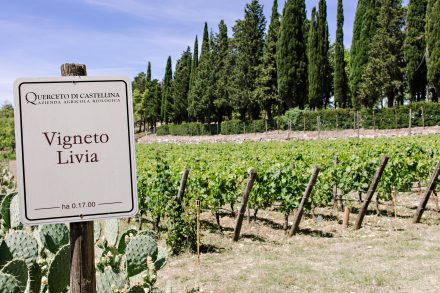 Vineyard entrance at Querceto di Castellina in Tuscany